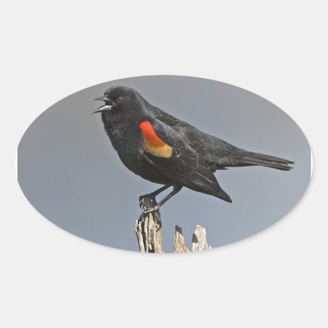 Sticker Ovale Oiseau noir à ailes rouges (Devant)