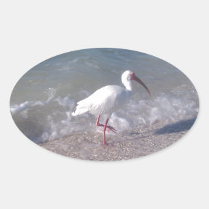 Sticker Ovale Oiseaux de Floride