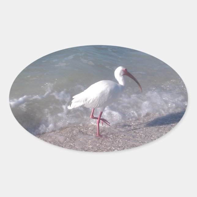 Sticker Ovale Oiseaux de Floride (Devant)