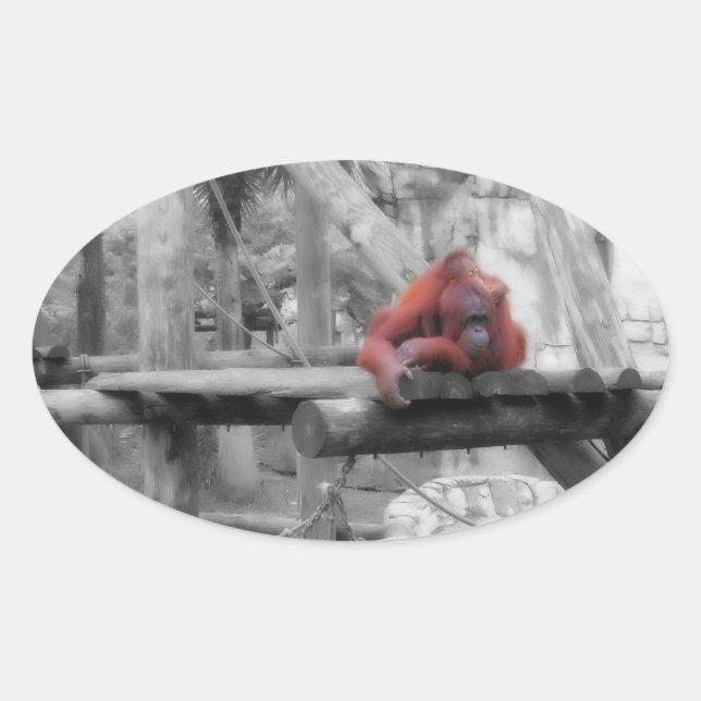 Sticker Ovale Orang-outan de mère et de bébé (Devant)