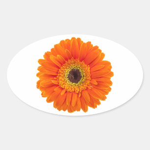 Sticker Ovale Orange Gerbera Daisy