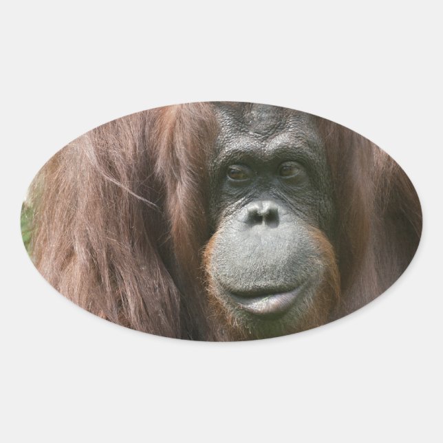 Sticker Ovale Orangoutan (Devant)