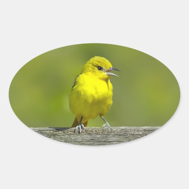 Sticker Ovale Orchard Oriole - Photo originale (Devant)