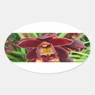Sticker Ovale Orchidées de Maroon I Beau Floral Rouge