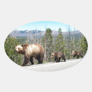 Sticker Ovale Ours grizzli sauvage Mama et petits dans Yellowsto