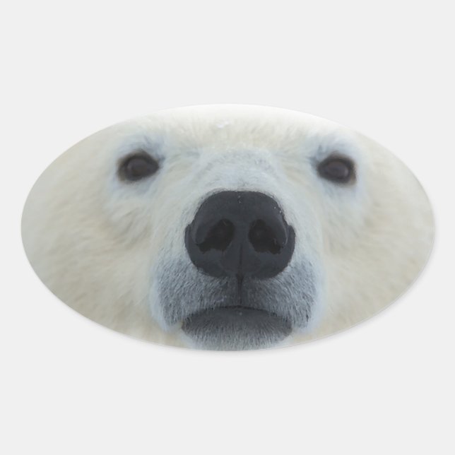 Sticker Ovale Ours polaire (Devant)