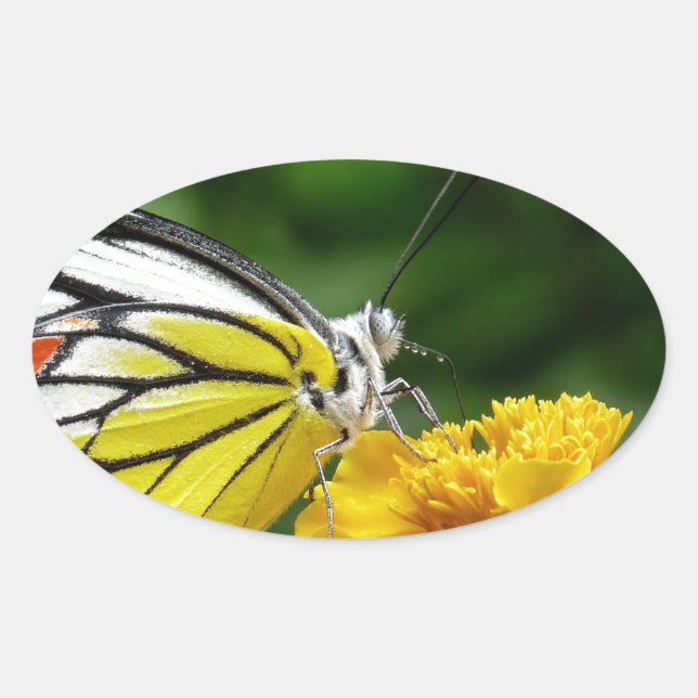 Sticker Ovale Papillon jaune et rouge sur Fleur Jaune (Devant)