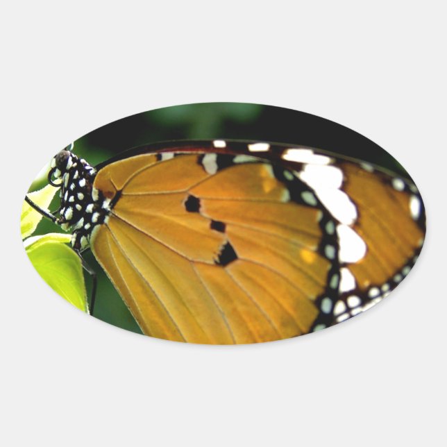 Sticker Ovale Papillon orange, noir et blanc sur feuille (Devant)