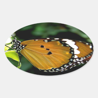Sticker Ovale Papillon orange, noir et blanc sur feuille