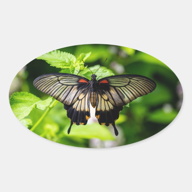 Sticker Ovale papillons (Devant)