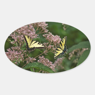 Sticker Ovale Papillons à queue de tigre sur Joe Pye Weed