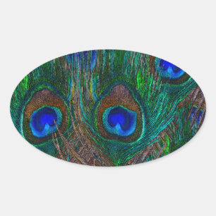Sticker Ovale Peacock Vibrant Plumes Etching Style Décor