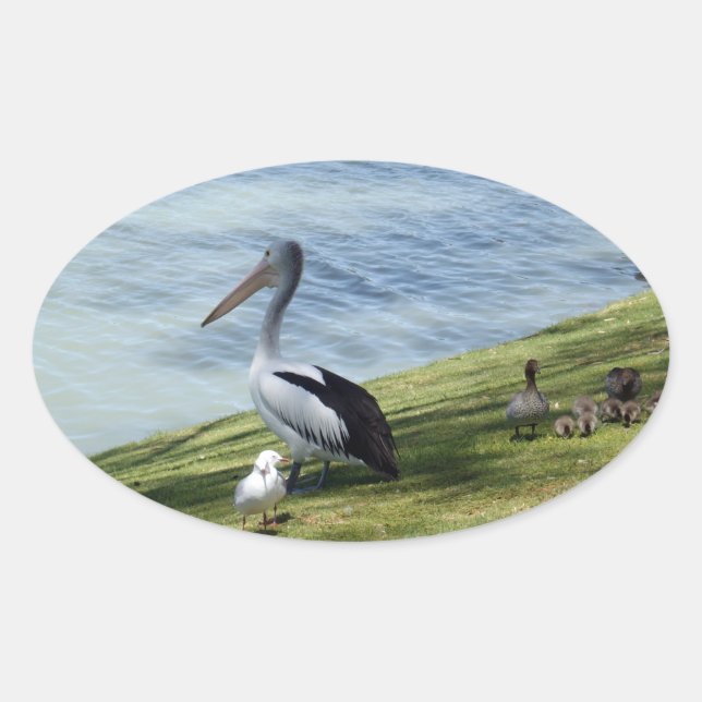 Sticker Ovale Pelican Et Canards, (Devant)