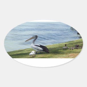 Sticker Ovale Pelican Et Canards,