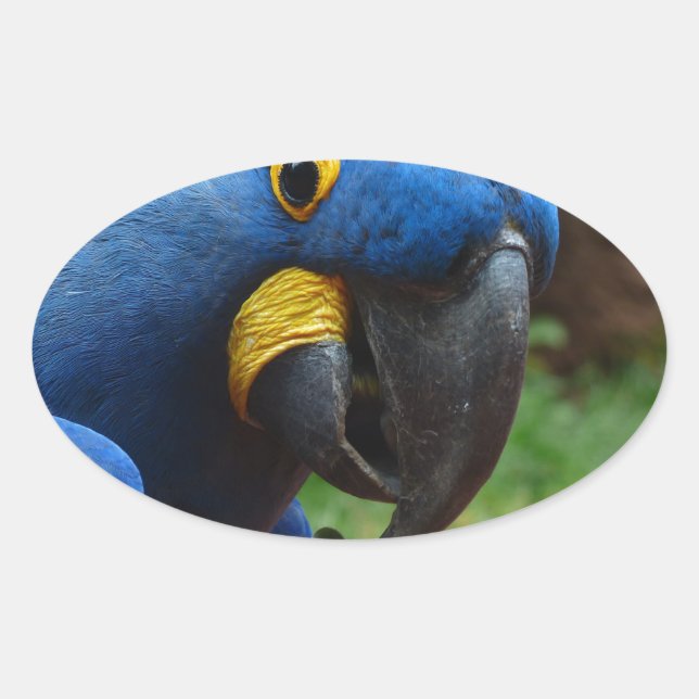 Sticker Ovale perroquet de blauaras (Devant)