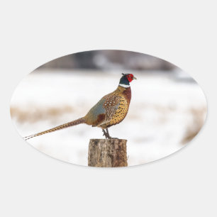 Sticker Ovale Pheasant