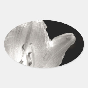 Sticker Ovale Photo Lily noire et blanche