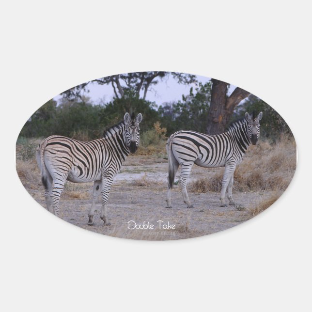 Sticker Ovale Photo Zebra Double Take (Devant)