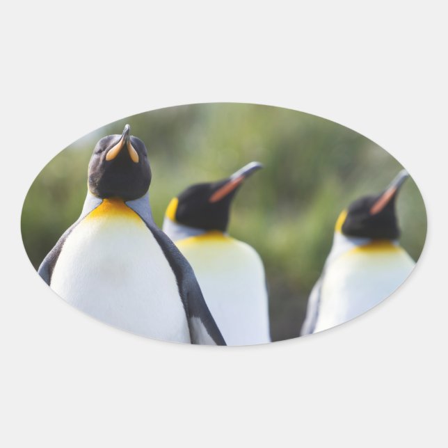 Sticker Ovale Pingouins (Devant)