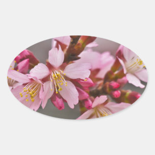 Sticker Ovale Pink Against A Gray Sky Japanese Cherry Blossoms