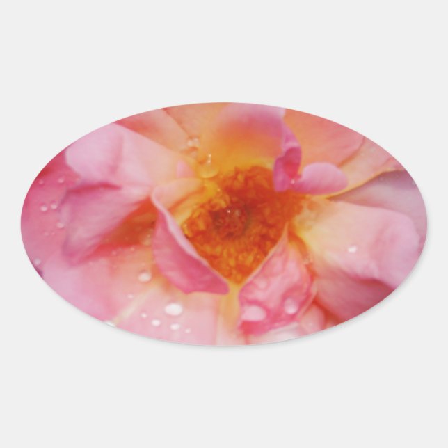 Sticker Ovale Pink Rose w/ Dew Drops Black Background (Devant)