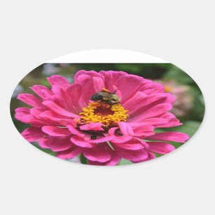 Sticker Ovale Plutôt rose floral rose Zinnia Bumble bee