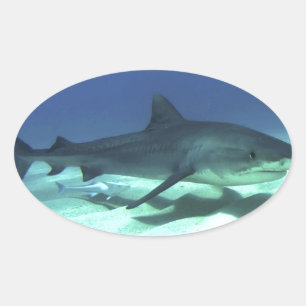 Sticker Ovale Poisson de requin Océan tropical Destin Cadeaux