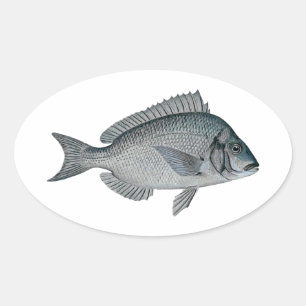 Sticker Ovale Porgy - Scup