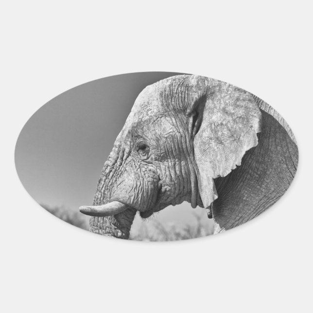 Sticker Ovale Portrait d'éléphant (Devant)