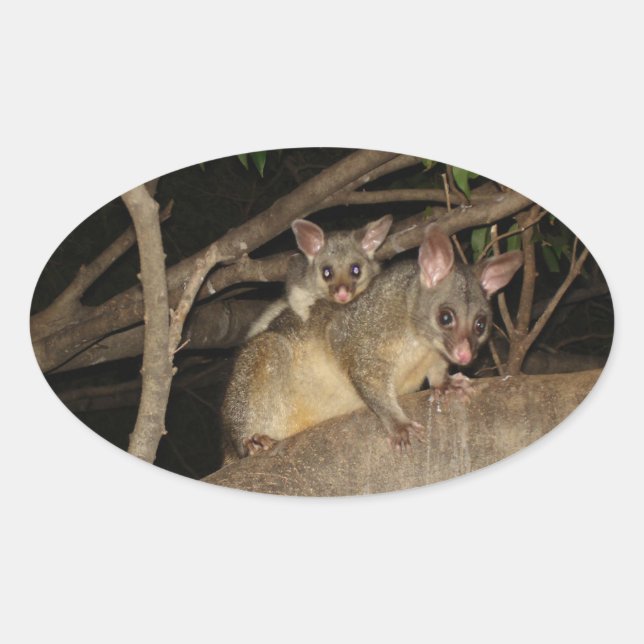Sticker Ovale Possum Brushtail (Devant)