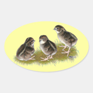 Sticker Ovale Poussins de caille Coturnix