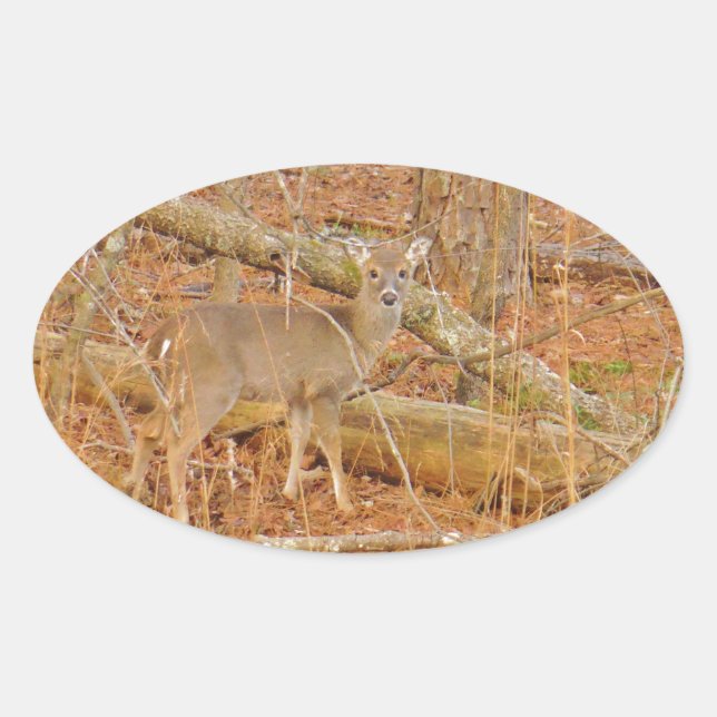 Sticker Ovale Premier hiver du Cerf de Bébé (Devant)