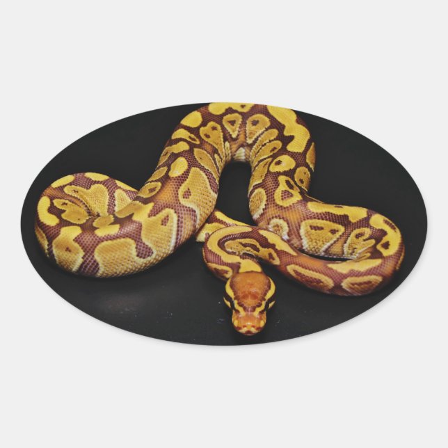 Sticker Ovale Python Brown et Gold Ball (Devant)