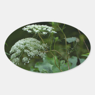 Sticker Ovale Queen Anne's La ce Fleur sauvage - Daucus carota