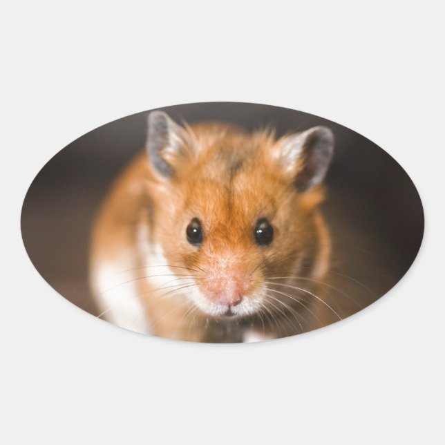 Sticker Ovale Ratty le hamster (Devant)