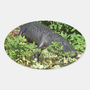 Sticker Ovale Rivière Silver Alligator