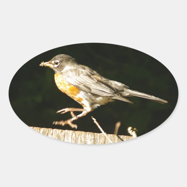 Sticker Ovale Robin (Devant)