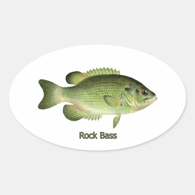 Sticker Ovale Rock Bass - Redeye (Devant)