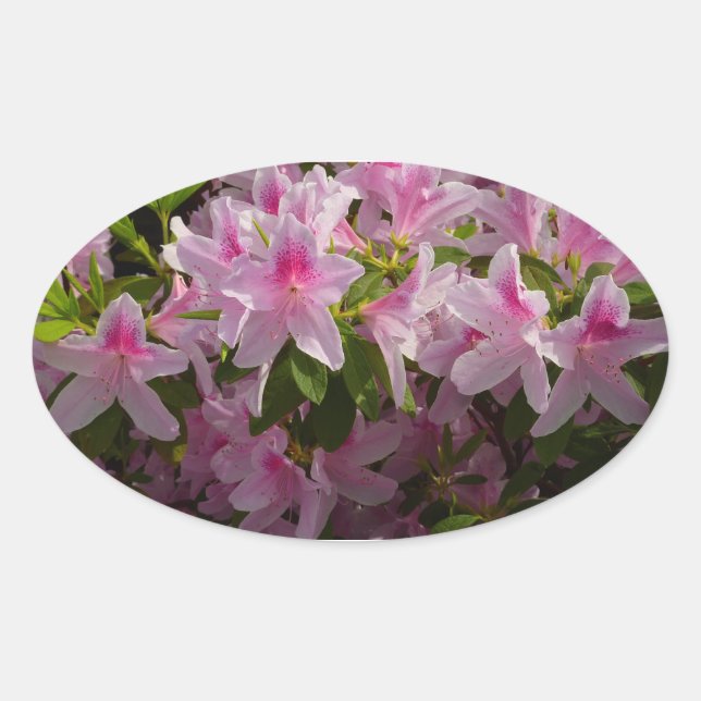 Sticker Ovale Rose Azalea Bush printemps floral (Devant)