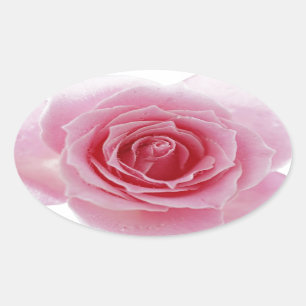Sticker Ovale Rose de rose