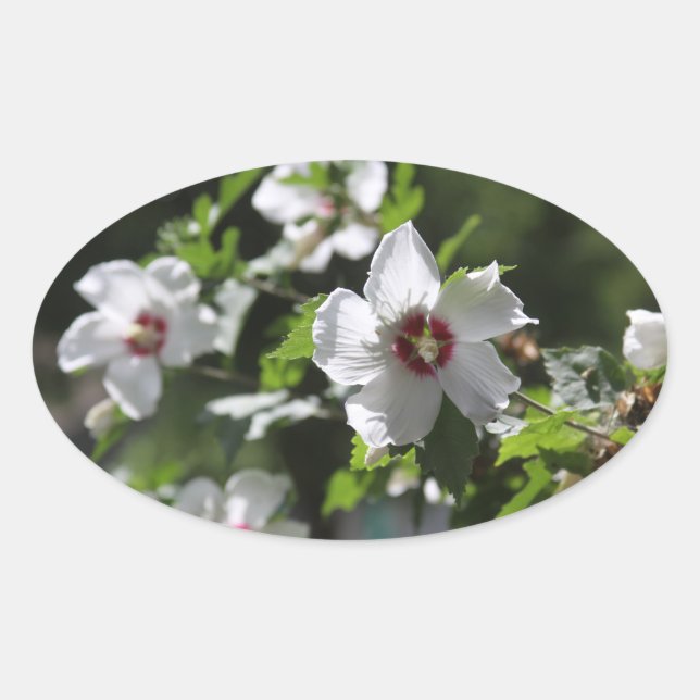 Sticker Ovale Rose de Sharon (Devant)
