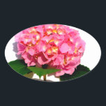 Sticker Ovale Rose Hydrangea rose fleur rose rose floral<br><div class="desc">Romantique élégant rose hydrangea - photo de H Cooper</div>