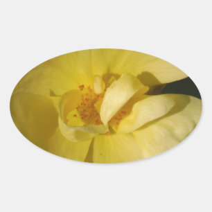 Sticker Ovale Rose jaune sauvage