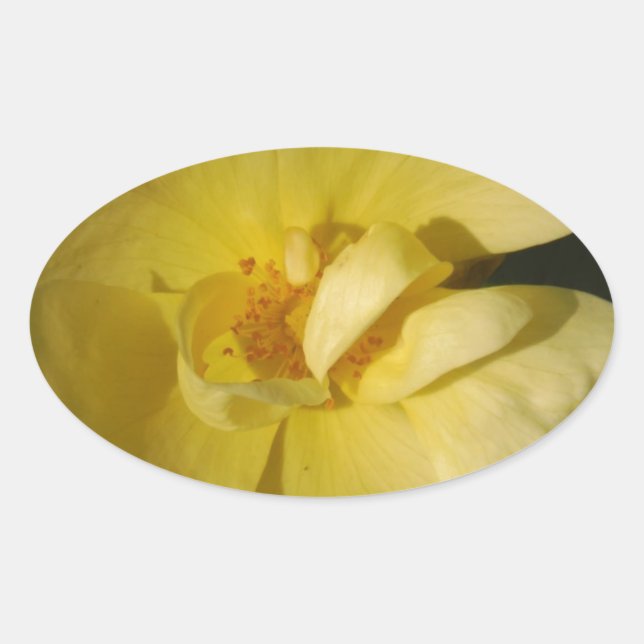 Sticker Ovale Rose jaune sauvage (Devant)
