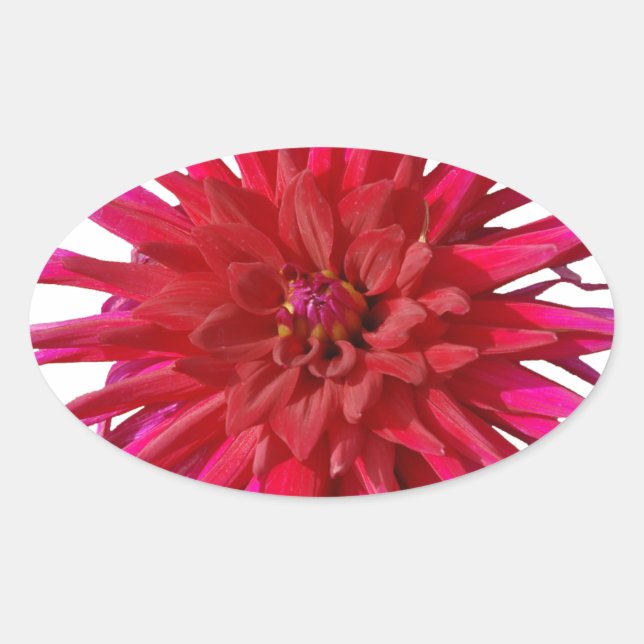 Sticker Ovale Rose Lilly (Devant)