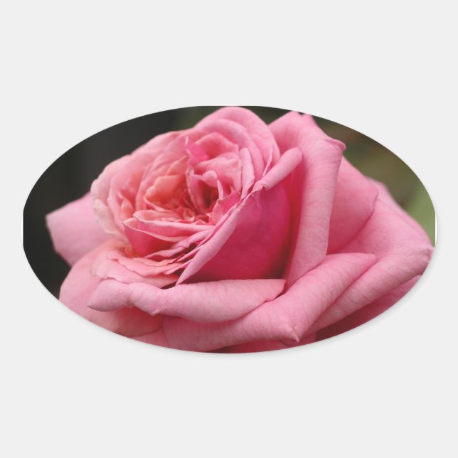 Sticker Ovale Rose rose I Jolie photo florale (Devant)