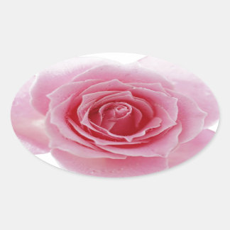 Sticker Ovale Rose rose rose