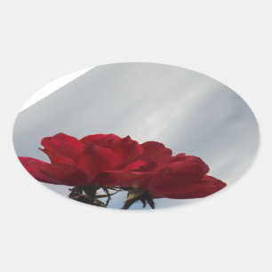 Sticker Ovale Roses rouges contre un ciel bleu vif