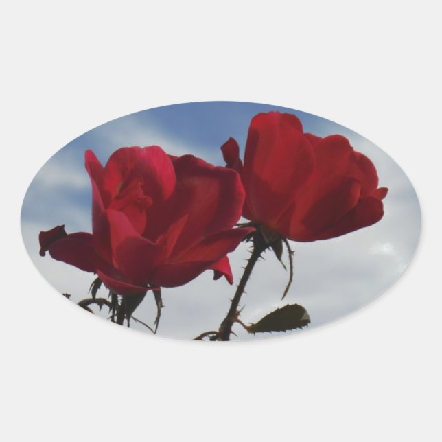 Sticker Ovale Roses rouges contre un ciel bleu vif (Devant)