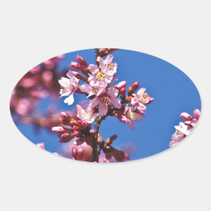 Sticker Ovale Sakura Cerry Blossoms Touché Bleu
